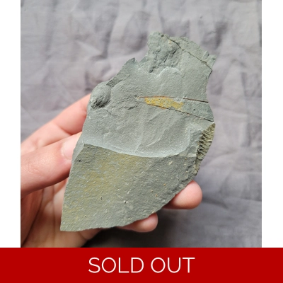 Rare Sphenothallus Fossil Rochester Shale New York